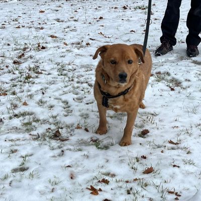 REM (Knödel) REM (Knödel)