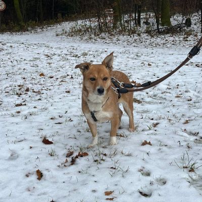 Loleri (Lori) Loleri (Lori)