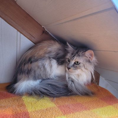 PUSCHEL PUSCHEL