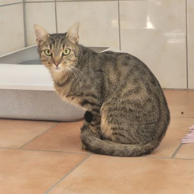  HUGO