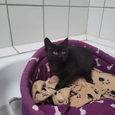 ORELLA - RESERVIERT ORELLA - RESERVIERT