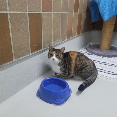 GIPSY -RESERVIERT- GIPSY -RESERVIERT-