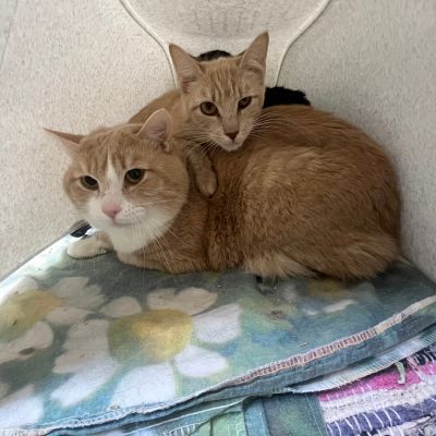  DJANGO + DALINA - RESERVIERT