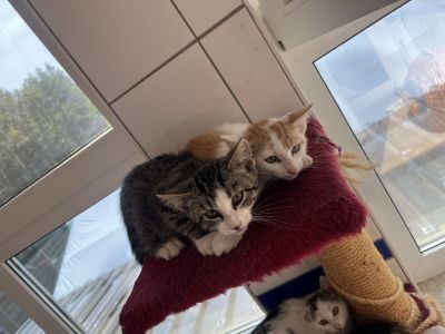 ZOTTEL UND ZEUS ZOTTEL UND ZEUS