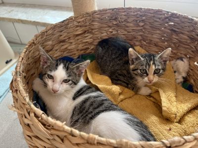 ZORA (RECHTS) UND ZORRO (LINKS) ZORA (RECHTS) UND ZORRO (LINKS)
