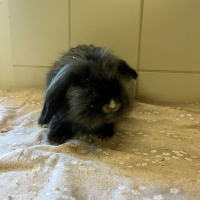  MAJA