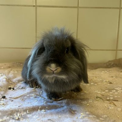  NOVA
