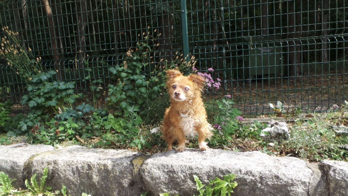 alter kleiner orange-weißer Mischlingshund, der im Tierheim bleiben muss